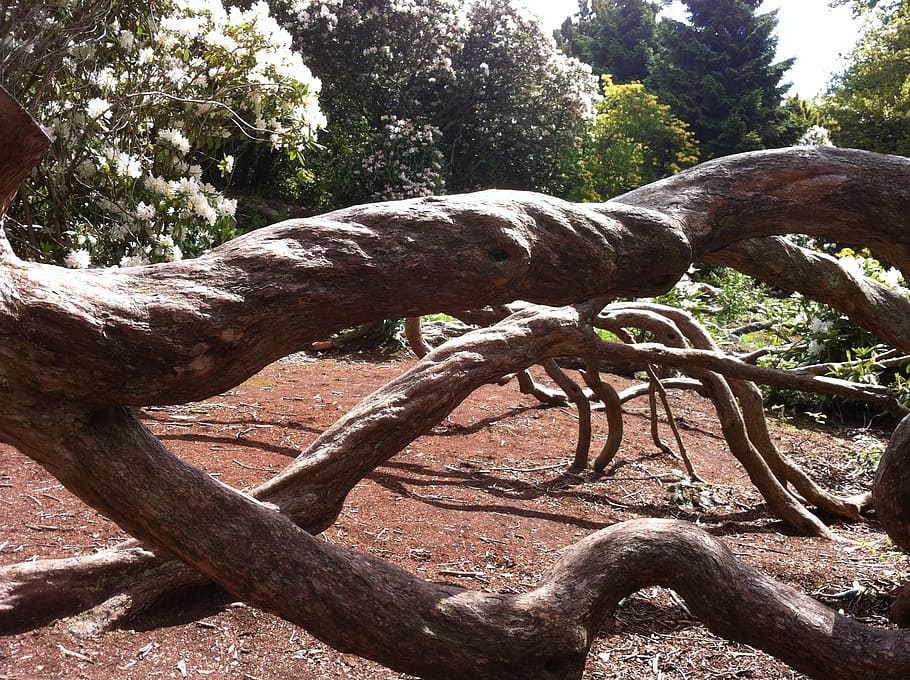 Tree, Pattern, Gardens, Dry, Log, Roots, forest, trunk, outdoors HD wallpaper