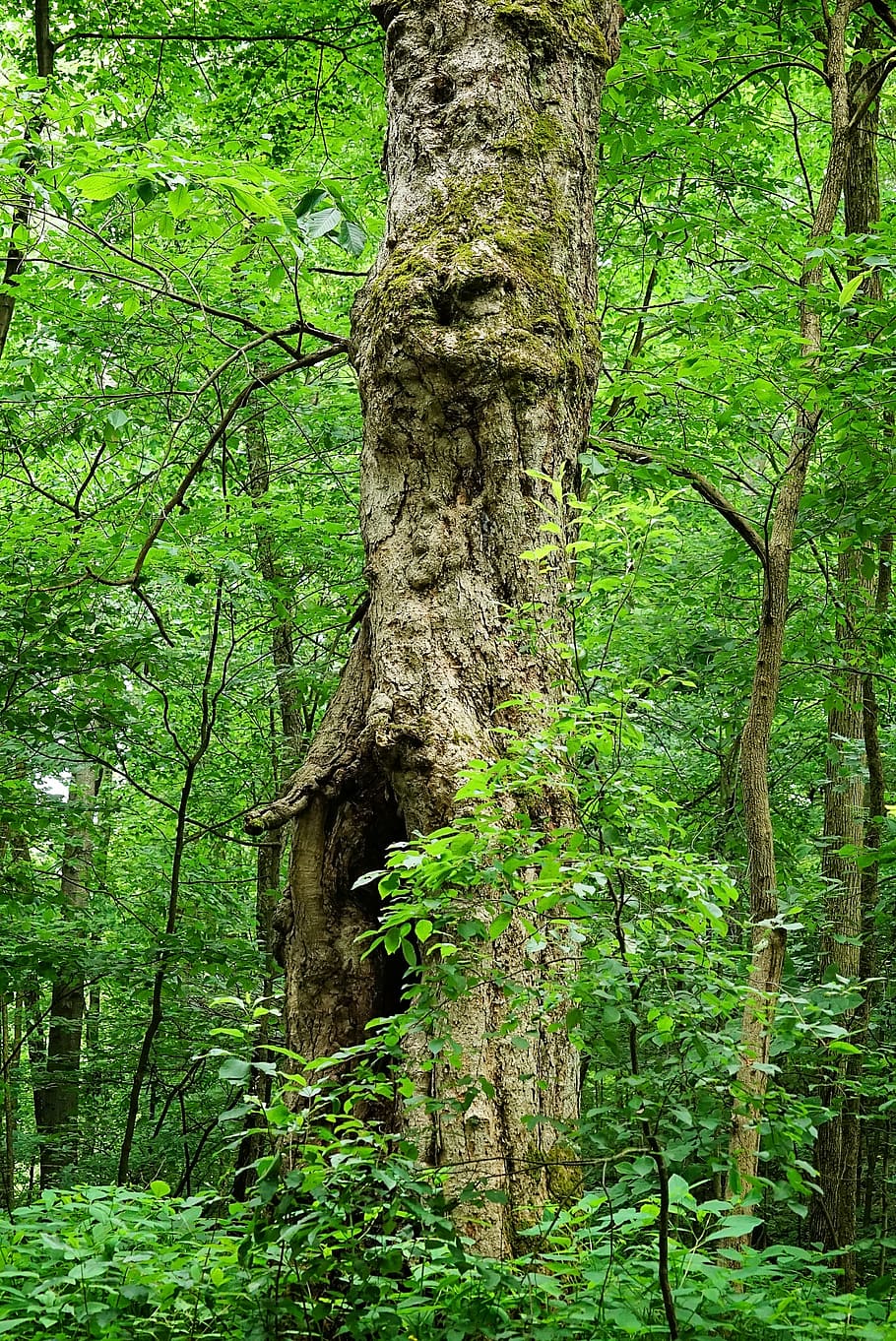 tree, woods, green, nature, leaves, bark, summer, foliage, plant HD wallpaper