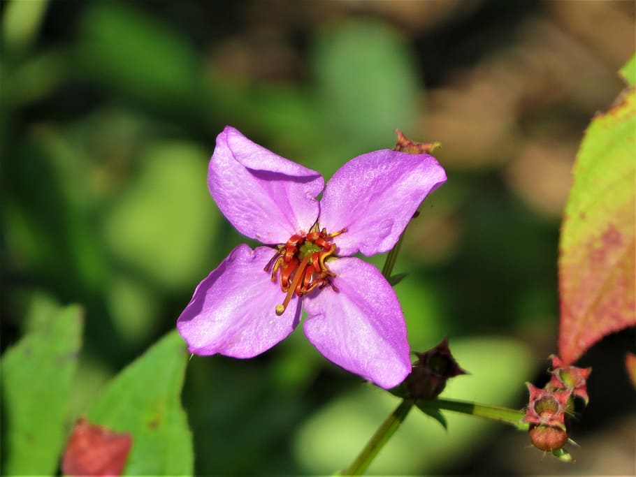 flower, pink, natural, blossom, macro, flowering plant, beauty in nature HD wallpaper