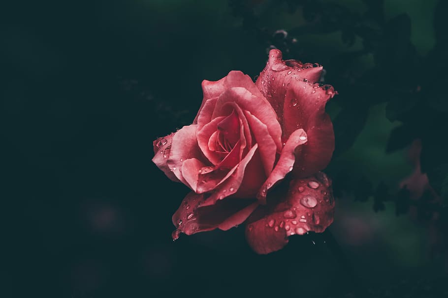 love on the air, shallow focus photo of red rose, flower, raindrop HD wallpaper