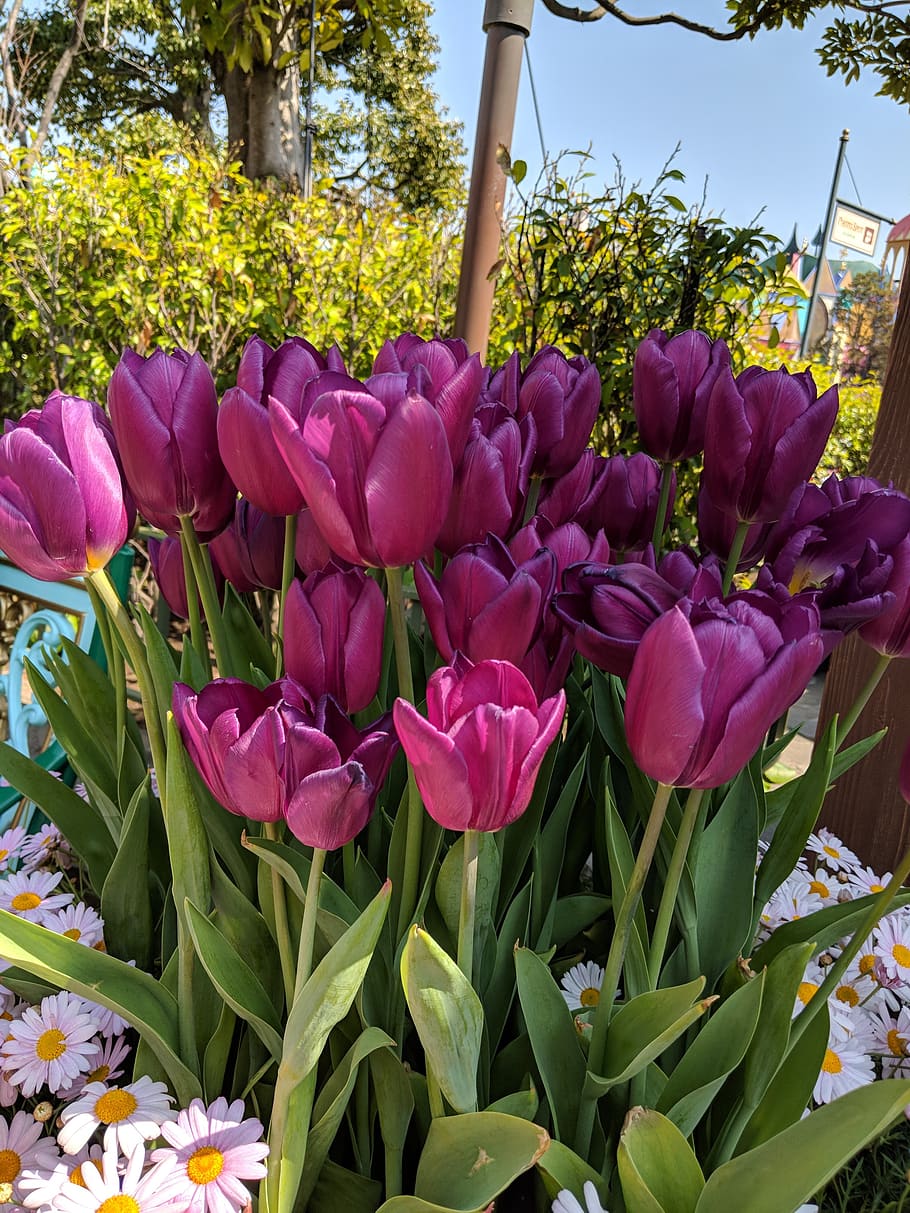 flower, tulips, bloom, flowering plant, pink color, petal, vulnerability HD wallpaper