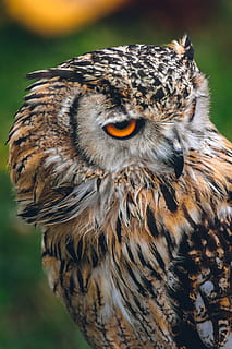 brown and black owl in bokeh photography, close-up photography of brown and black owl HD wallpaper