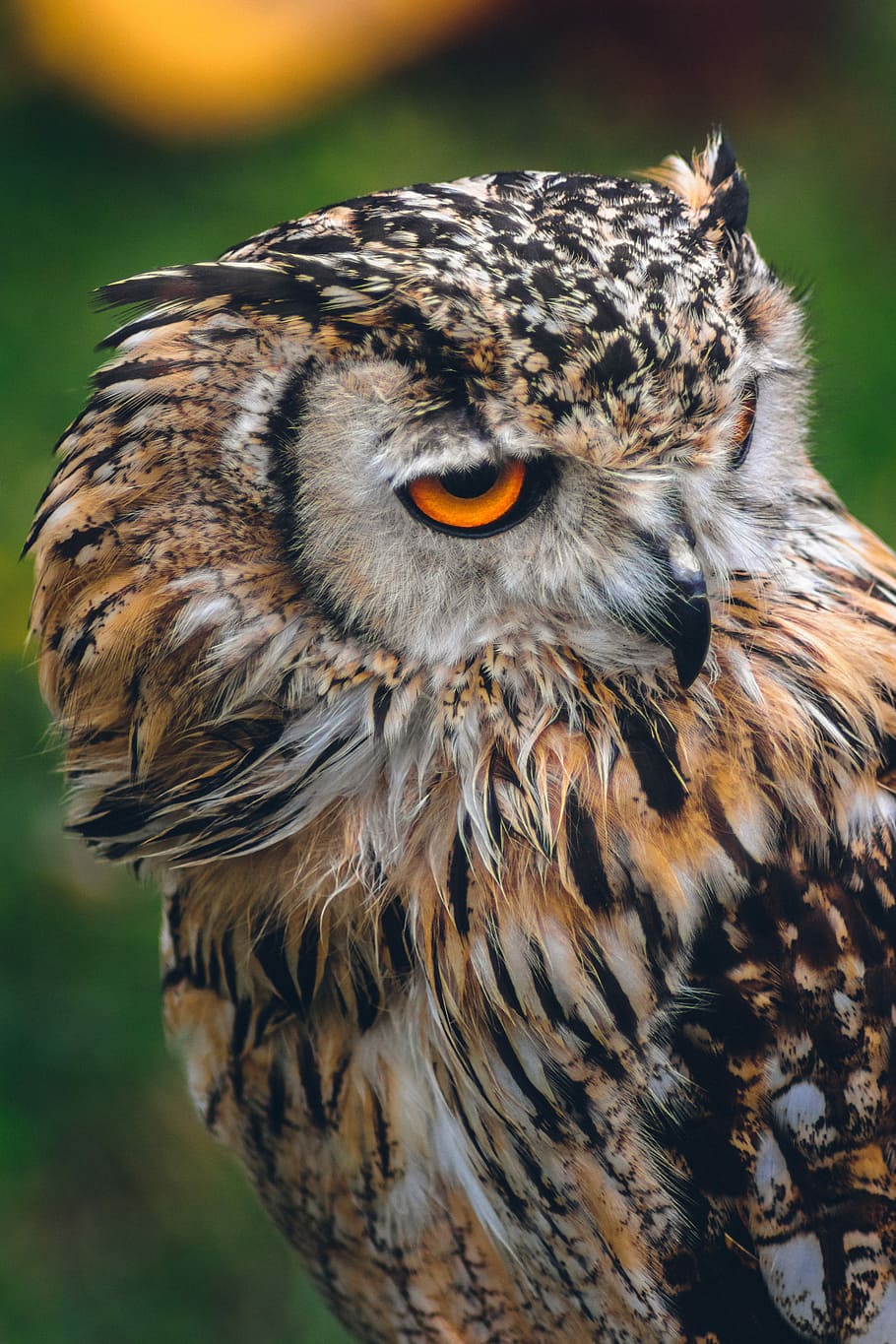 brown and black owl in bokeh photography, close-up photography of brown and black owl HD wallpaper