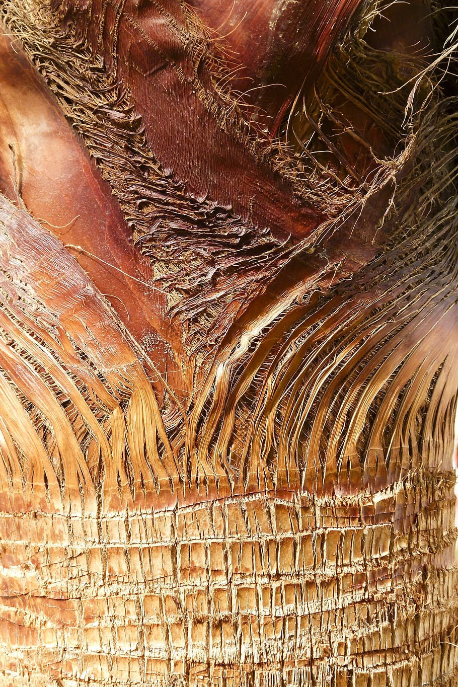 brown textile, palm, bark, palm tree, desert, nature, leaves HD wallpaper