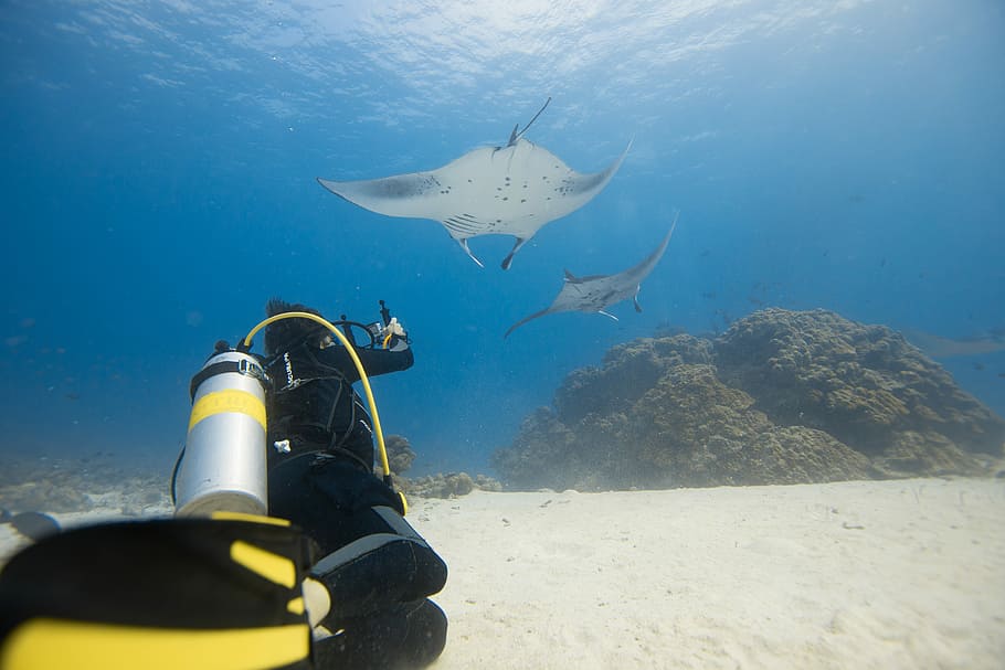 Photographing mantas, diver swimming near two gray stingrays underwater photography