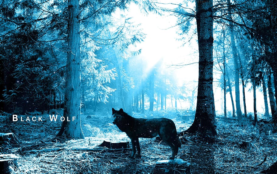 black wolf at forest, trees, nightmare, scary, animal themes HD wallpaper