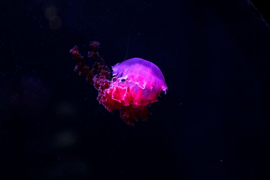 photo of pink and purple jelly fish, purple jellyfish underwater photography, HD wallpaper
