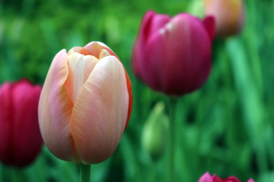closeup photography of pink-and-white tulip, pink and red petaled flower in selective focus shot, HD wallpaper