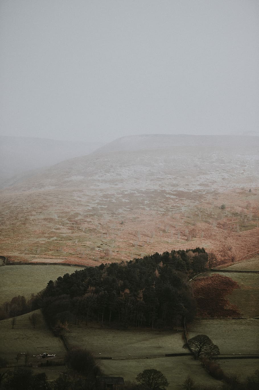 Winter Tones, tree and grass covered field, landscape, cloud HD wallpaper