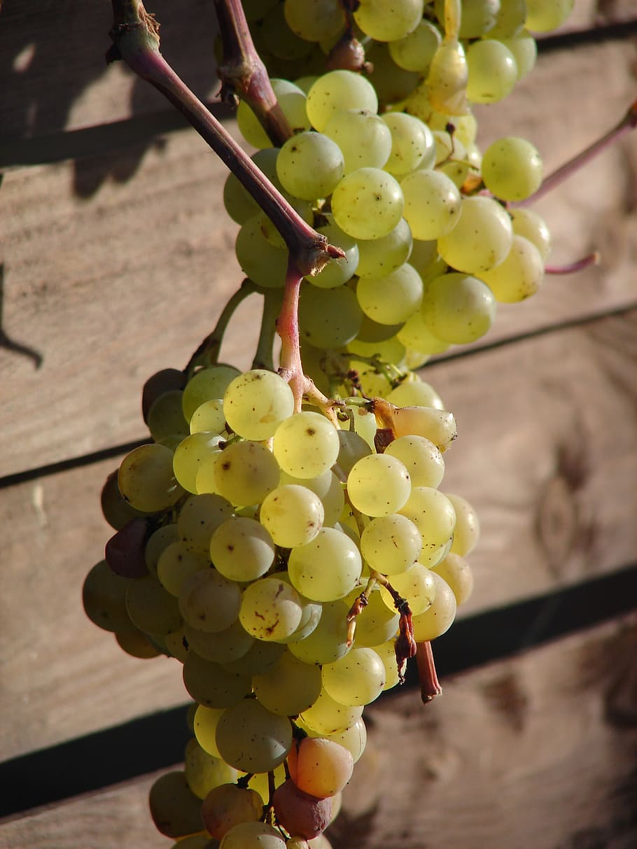 grapes, vine, wine, fruit, winegrowing, time of year, food and drink HD wallpaper