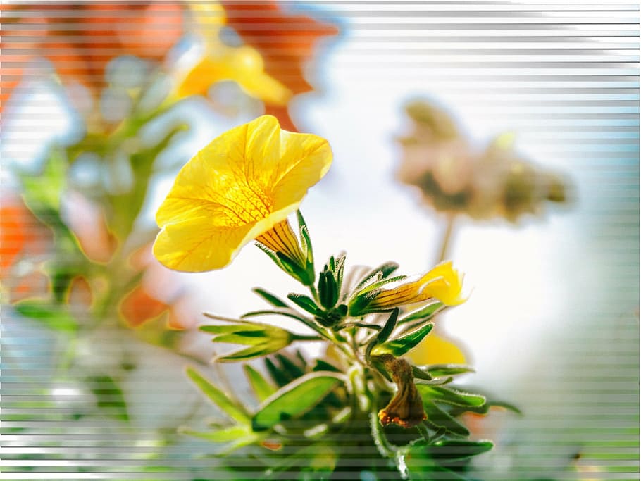 flower, blossom, bloom, summer, sun, yellow, close, plant, nature HD wallpaper