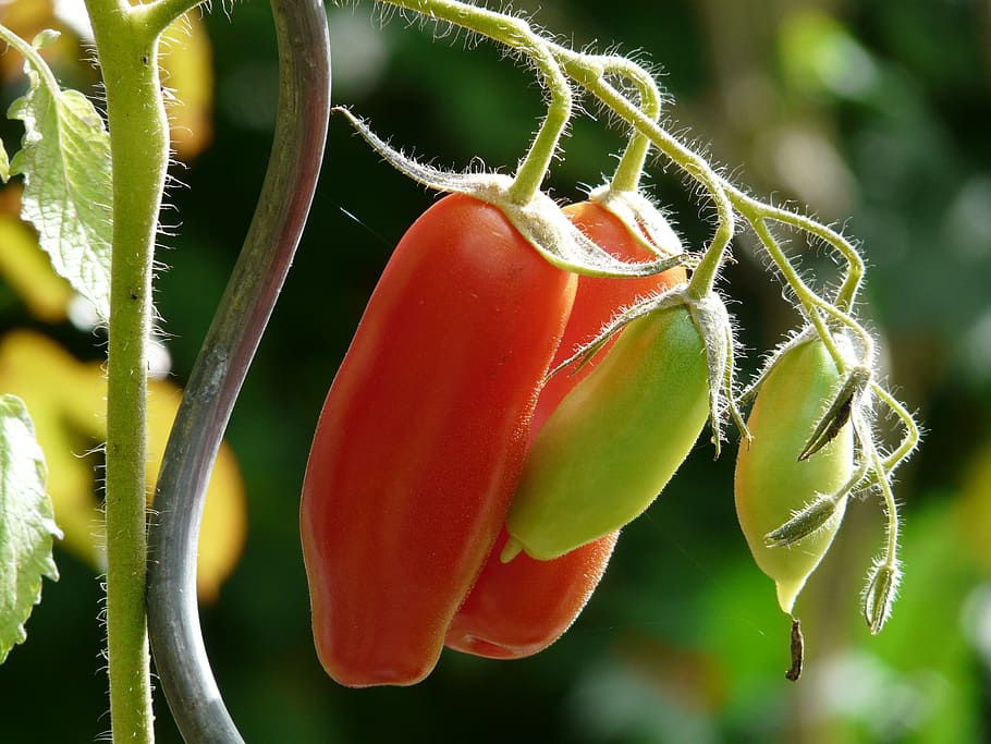 two red tomatoes, Bush Tomato, Vegetables, ripe, immature, back light HD wallpaper