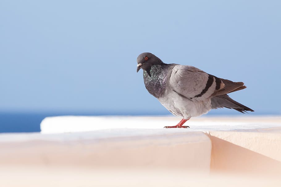dove, parapet, white, sky, sea, blue, animal themes, bird, animal wildlife HD wallpaper