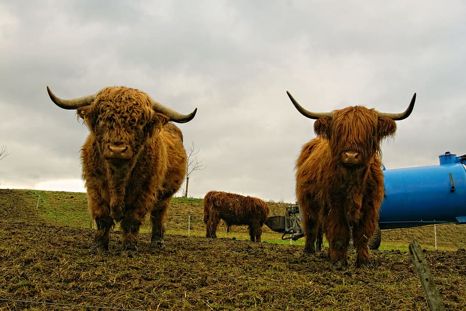 Animals, Pasture, Highland Cattle, scottish hochlandrind, scottish highland cattle, HD wallpaper