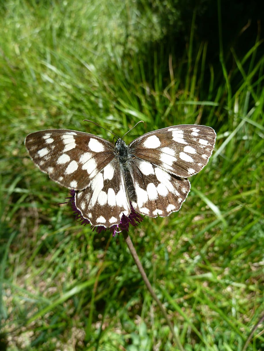 nature, butterfly, close, animal wildlife, animal themes, animals in the wild HD wallpaper