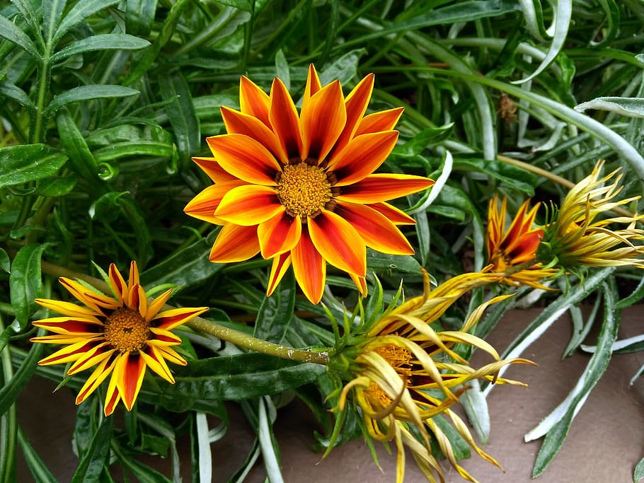 flower, garden, spring, flowering plant, freshness, growth HD wallpaper