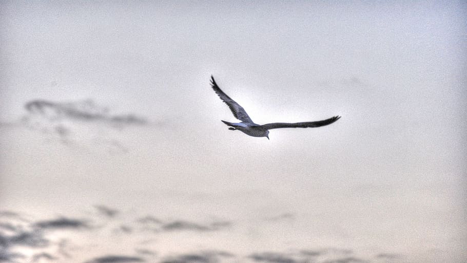 seagull, sky, clouds, bird, nature, flying, wildlife, animal HD wallpaper