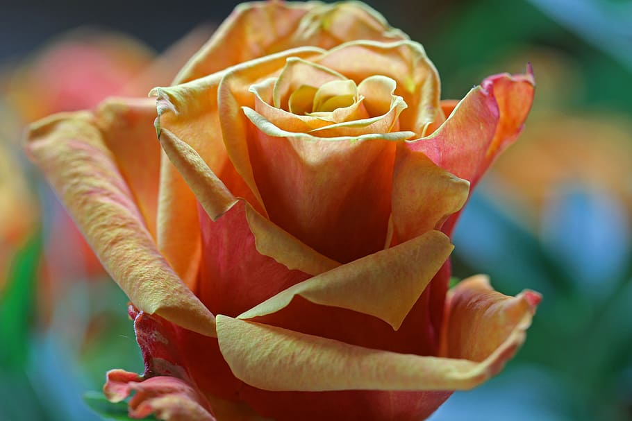 flower, rose, spring, plant, rose bloom, nature, red rose, yellow rose HD wallpaper