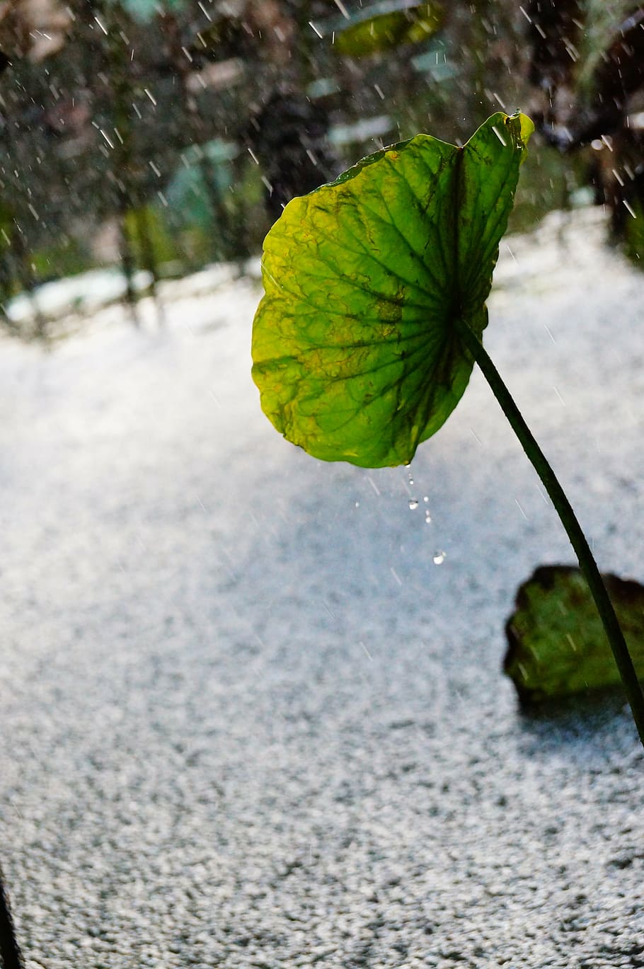 lotus leaf, condensation, spilled, plant part, nature, day HD wallpaper