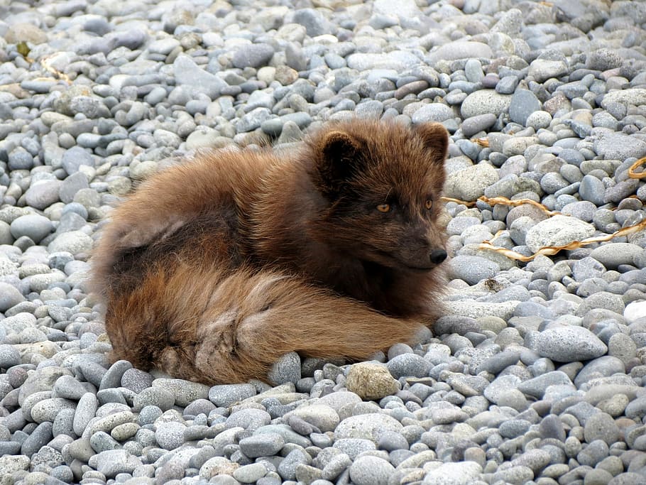 brown fur four legged animal lying on rock, Fox, Predator, Molt HD wallpaper