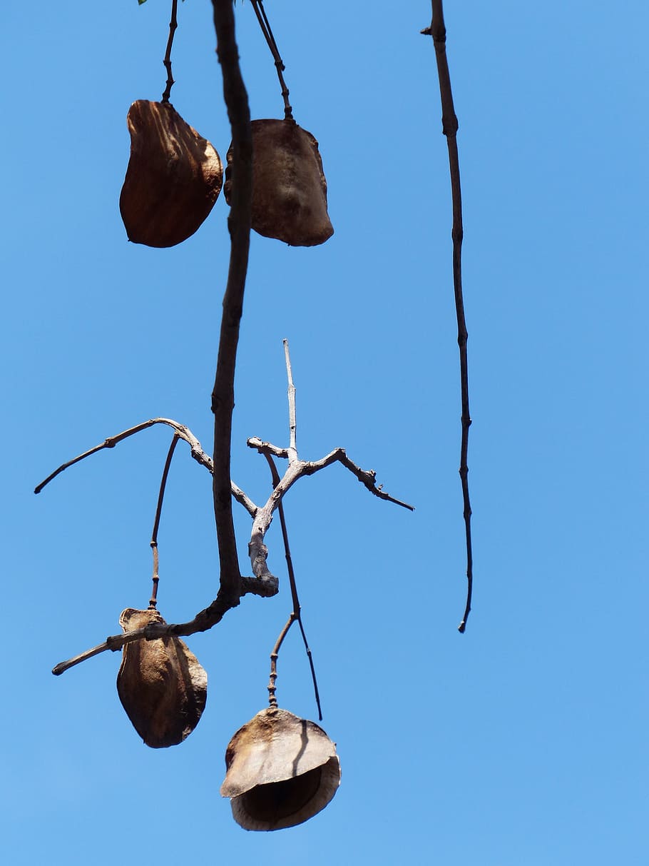 Capsules, Seeds, Flat, lederartig, red brown, branch, tree HD wallpaper