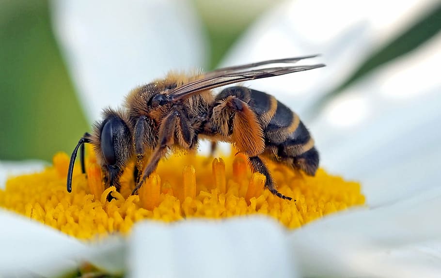 selective focus photography of honeybee on yellow white flower HD wallpaper