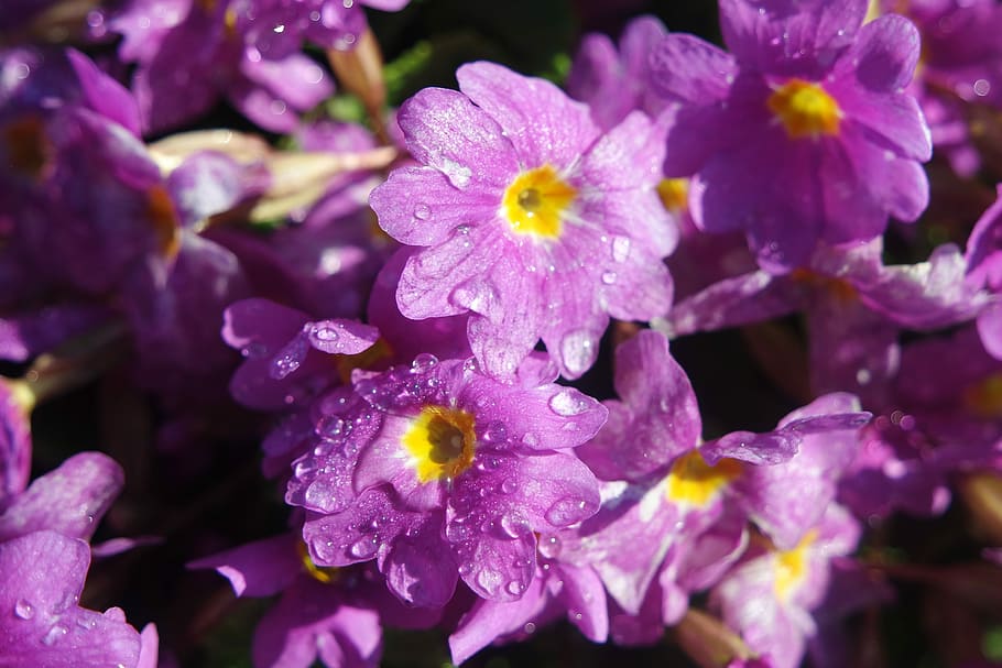 Spring, Flowers, Primrose, Garden, purple, beauty in nature HD wallpaper