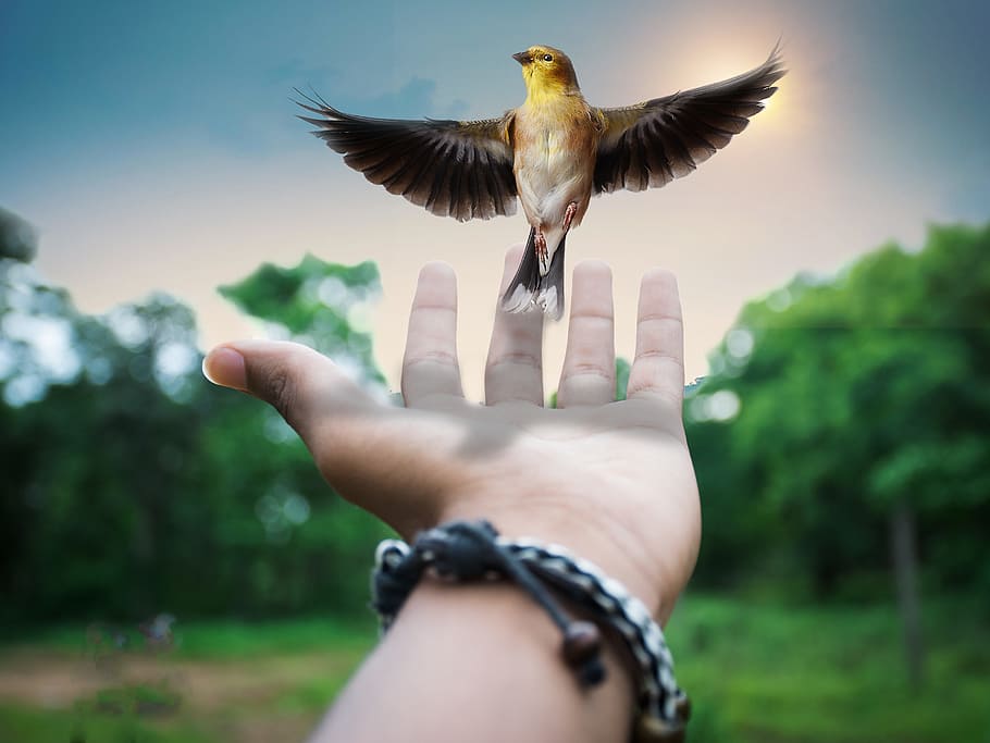 person showing left palm with brown bird illustration, creative HD wallpaper