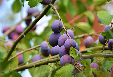 round purple fruits, plums, plum tree, fruit tree, branch, garden HD wallpaper