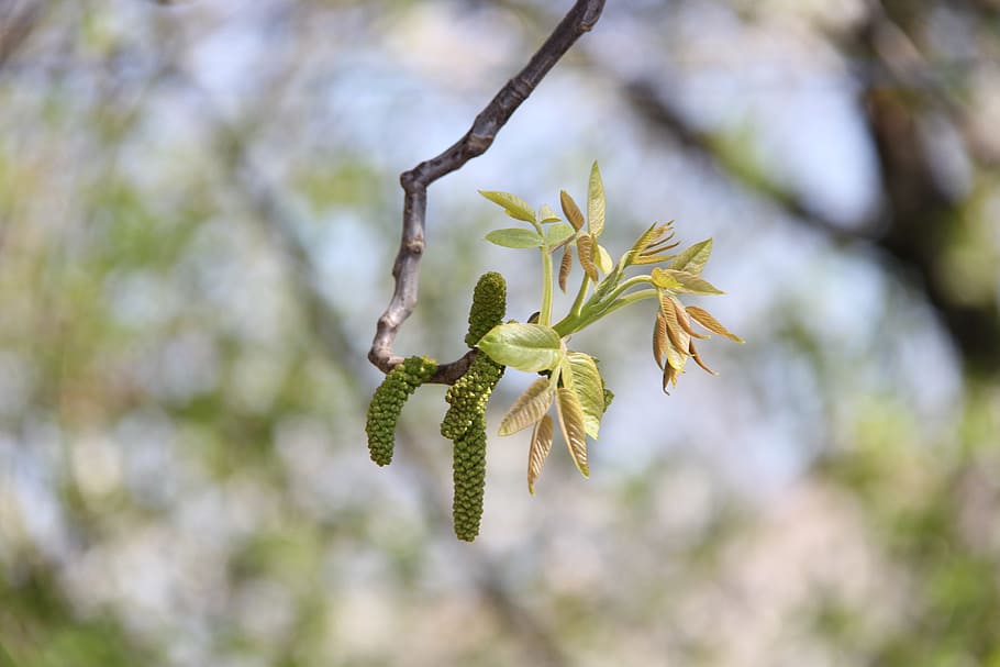 tree, no one, nature, bud, spring, walnut, plant, growth, beauty in nature HD wallpaper