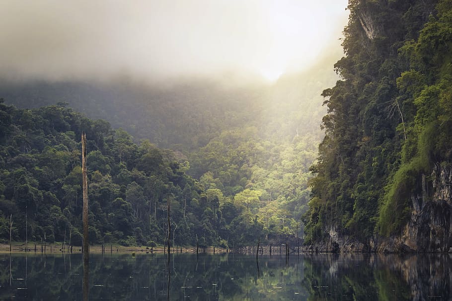 trees on hill reflecting on body of water, lake, rain forest HD wallpaper