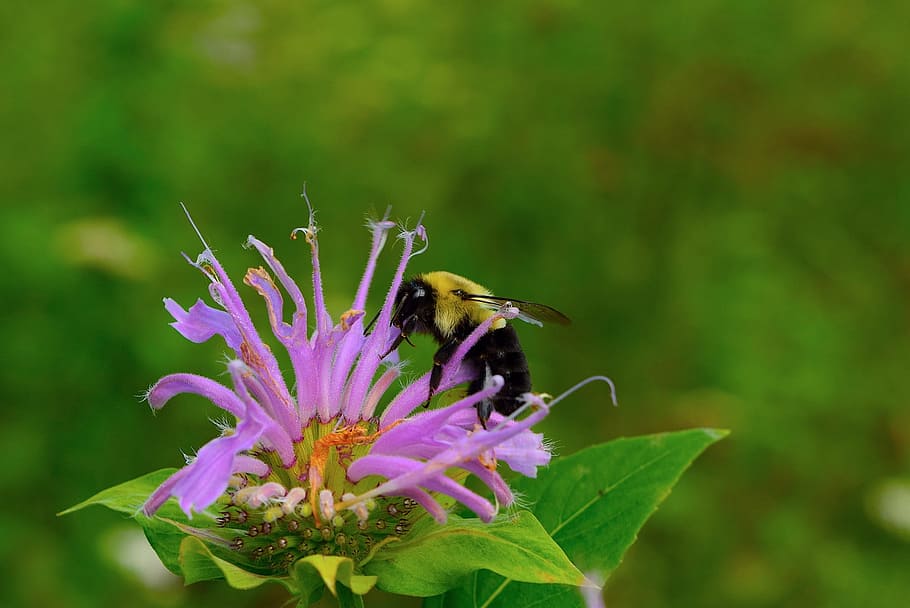 bee, bumble bee, flower, insect, nature, animal, yellow, wing HD wallpaper