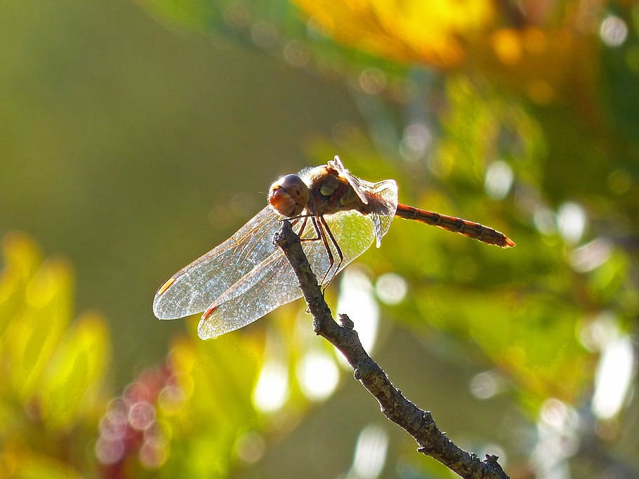 Dragonfly, Wings, Backlight, Insect, libellulidae, branch, one animal HD wallpaper