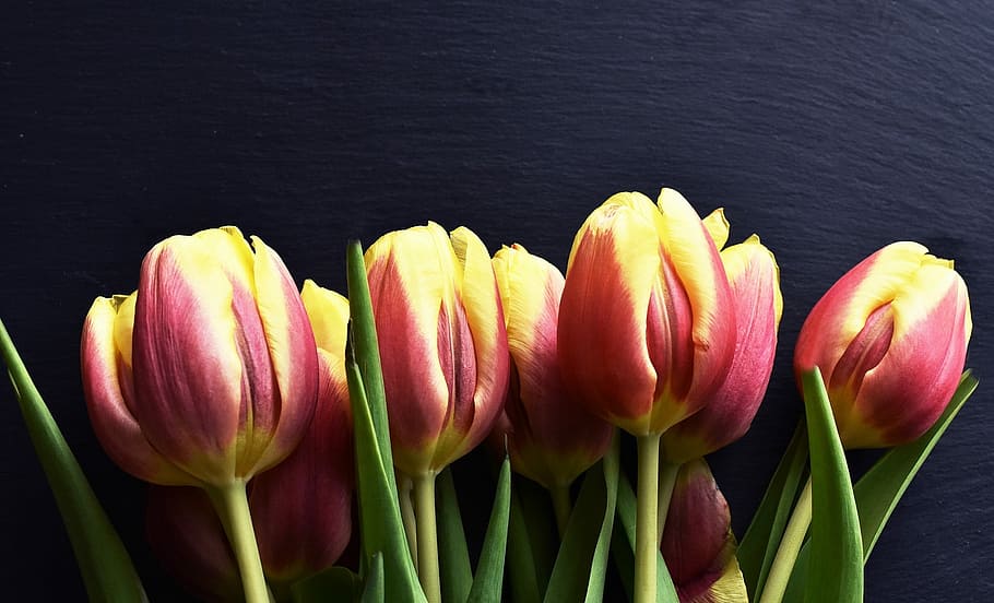 tulips, flowers, spring, purple, nature, macro, purple flowers HD wallpaper