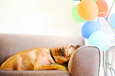 brown dog sleeping on brown couch, dog laying on sofa, chair HD wallpaper