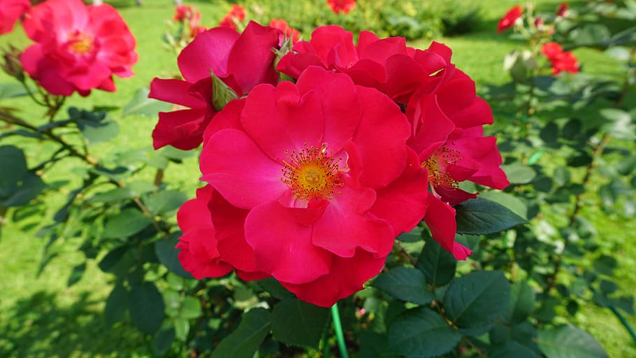 red, flowers, grass, romantic, nature, floral, spring, plant HD wallpaper