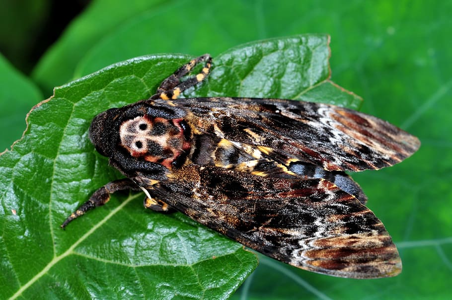 https://c1.wallpaperflare.com/preview/1007/416/20/cai-long-yu-taiwan-grimaces-days-moth.jpg