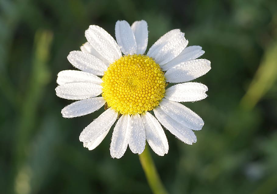 Daisy, Flower, Yellow, White, Petals, the petals, rosa, drops HD wallpaper