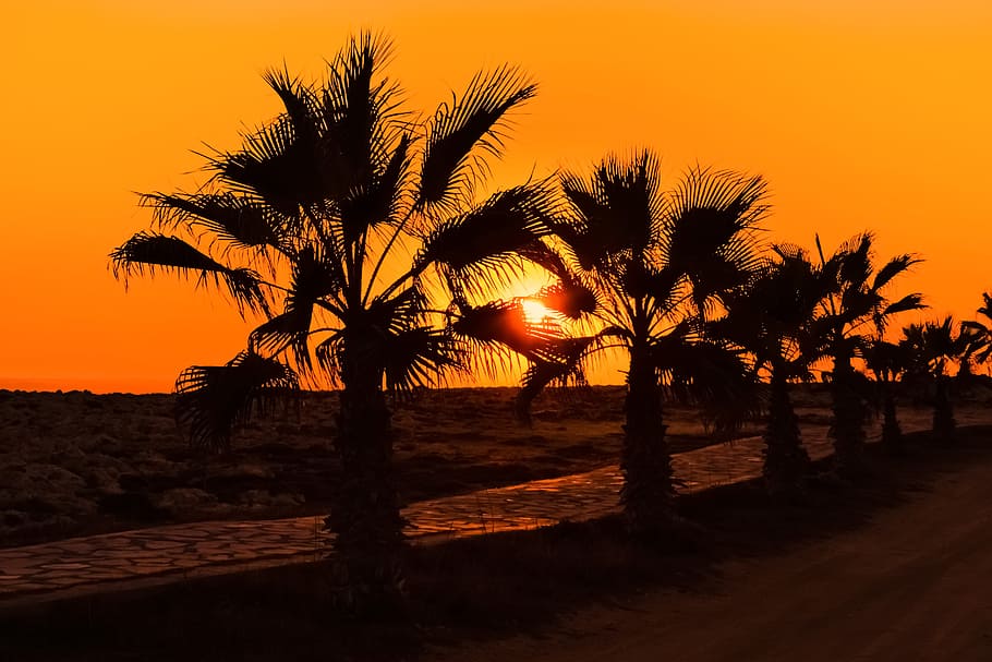 palm trees, path, sun, sunset, summer, nature, sunlight, landscape HD wallpaper