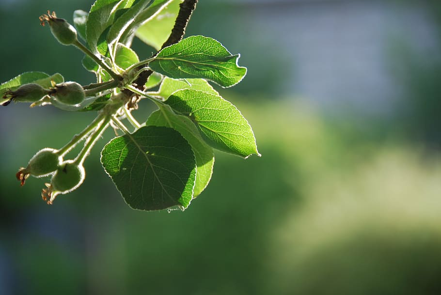 apple tree, june, green, summer, closeup, garden, kontrazhur HD wallpaper