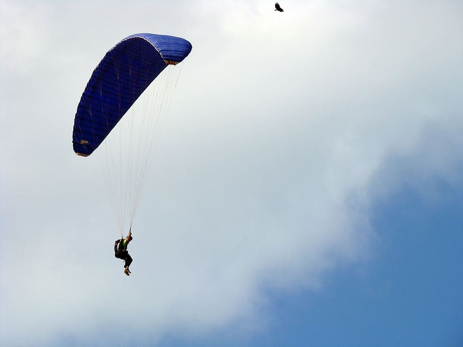 bird, parachuting, parachute, sky, dom, blue, adventure, jump HD wallpaper