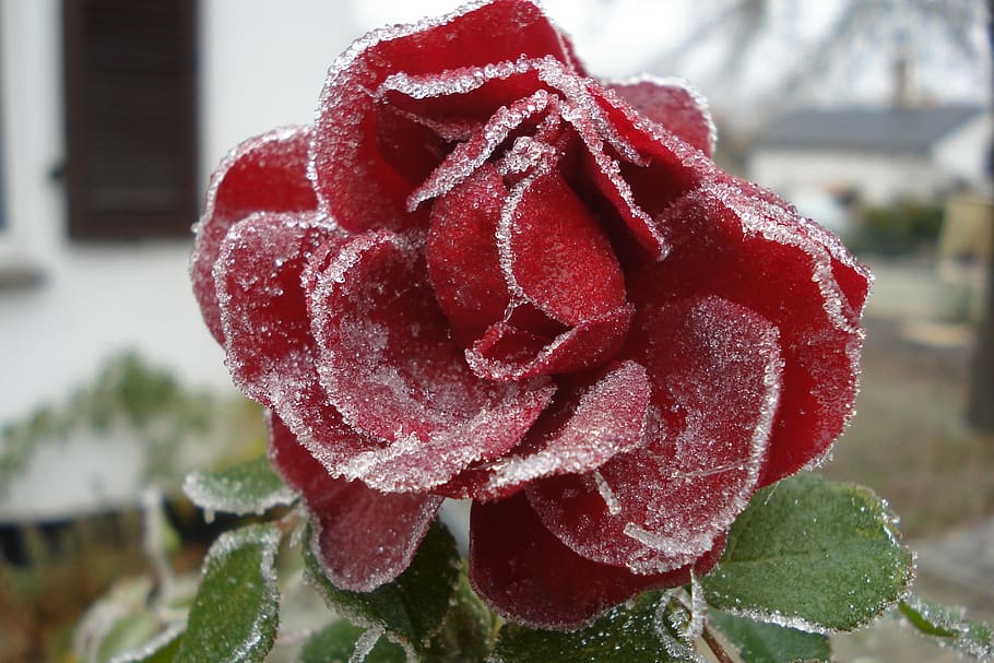 nature, flower, rose, red, frost, winter, close-up, focus on foreground HD wallpaper