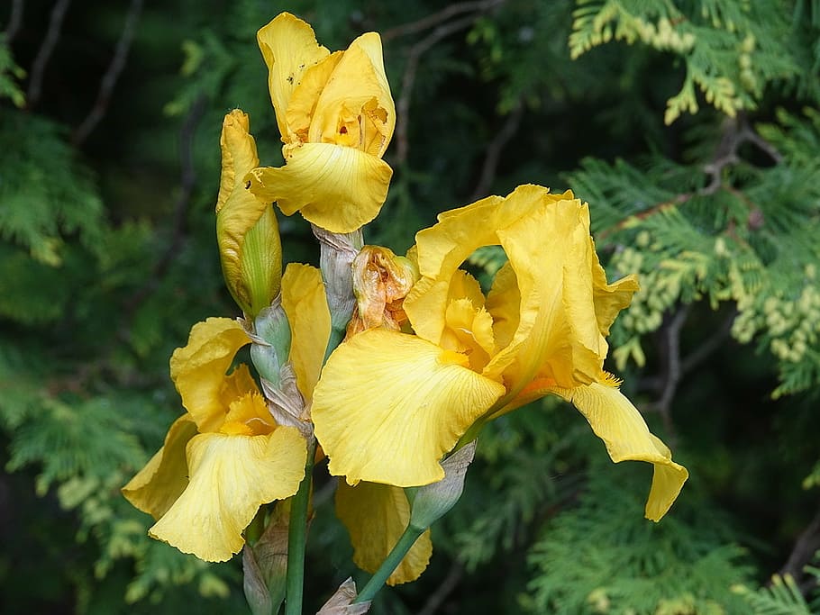 iris, yellow, flower, plant, yellow flower, flowers, vulnerability HD wallpaper