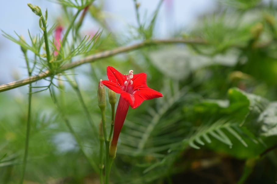 red, green, flower, blossom, nature, floral, bloom, natural HD wallpaper