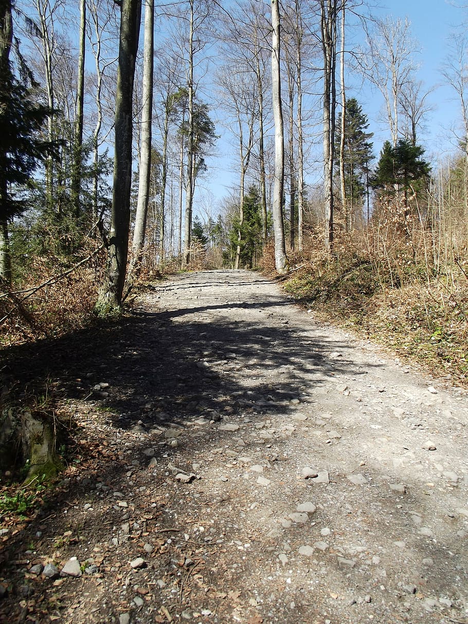 forest path, away, nature, trail, landscape, nature trail, walk HD wallpaper