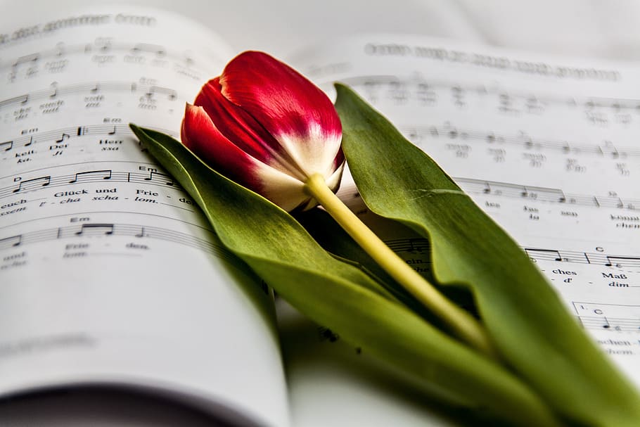 Red and White Flower on Music Note, bloom, blossom, book, flora HD wallpaper