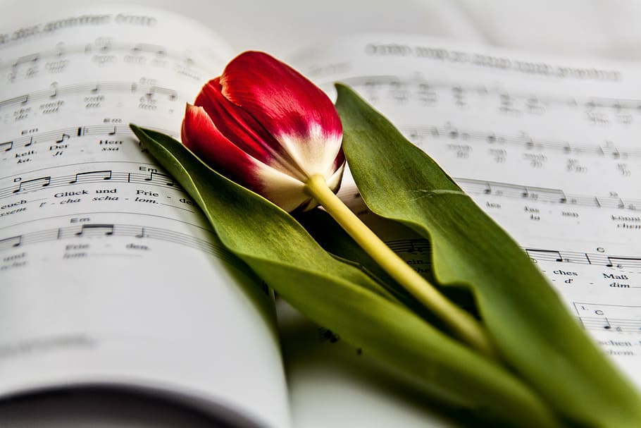 selective focus photography of red and white tulip flower, music HD wallpaper