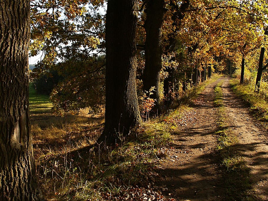 oaks, dam, pond, path, autumn, tree branches, south bohemia HD wallpaper