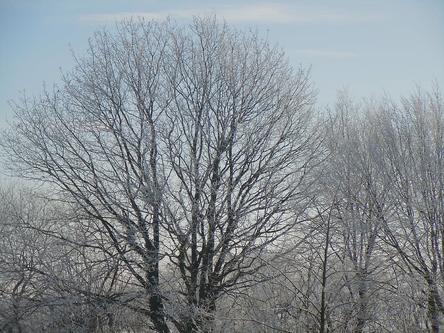 wintry, winter, snow, tree, icy, snowy, cold, landscape, bare tree HD wallpaper
