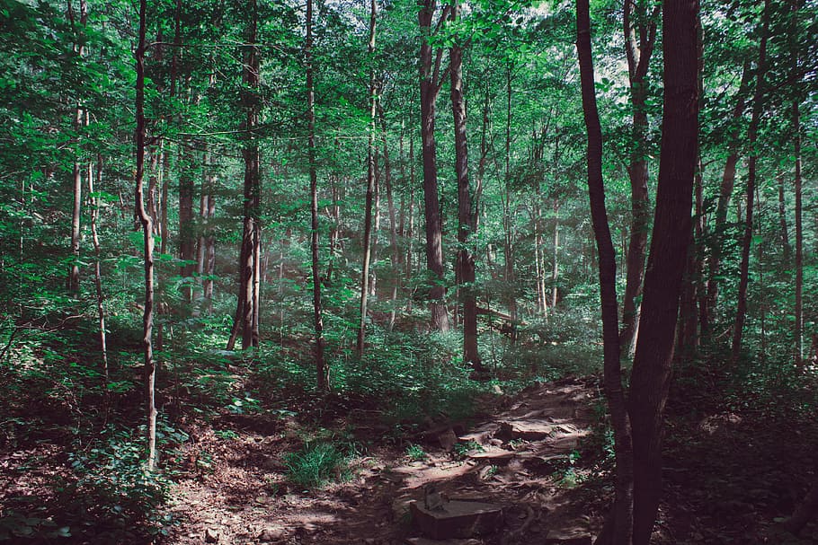 forest trail, tree, green, sunlight, hike, land, plant, tranquility HD wallpaper